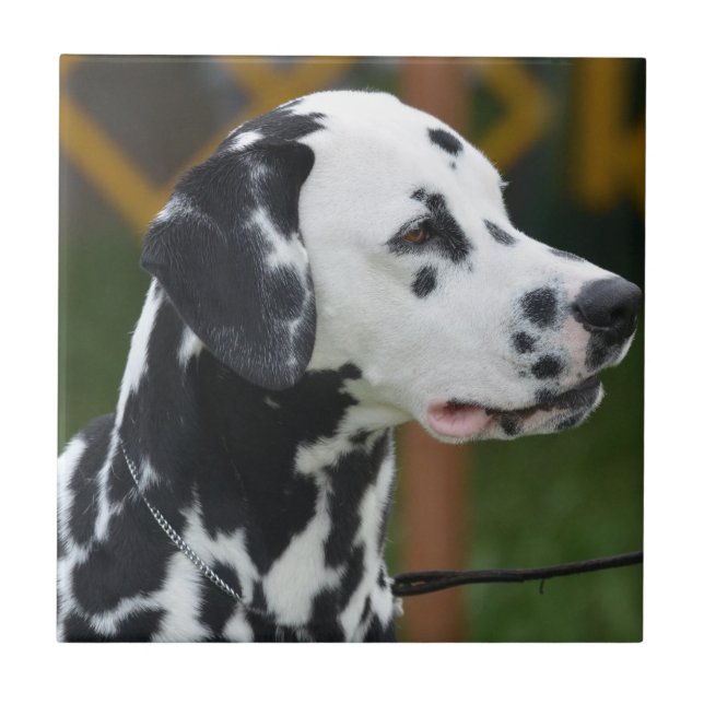 Adorable Dalmatian Ceramic Tile (Front)