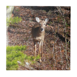 Adorable Deer in the Woods Nature Photography Ceramic Tile