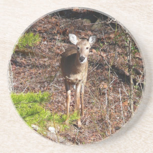Adorable Deer in the Woods Nature Photography Coaster