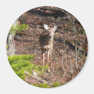 Adorable Deer in the Woods Nature Photography Magnet
