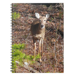 Adorable Deer in the Woods Nature Photography Notebook