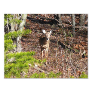 Adorable Deer in the Woods Nature Photography Photo Print