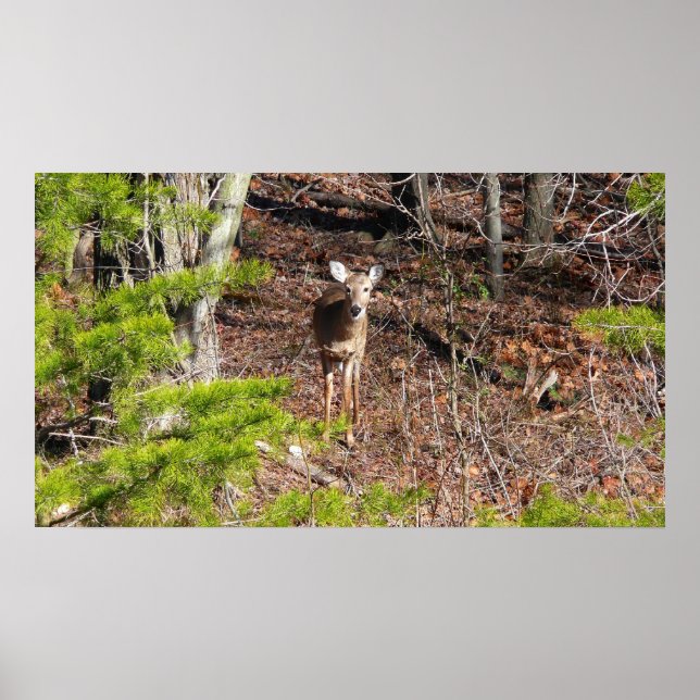 Adorable Deer in the Woods Nature Photography Poster (Front)