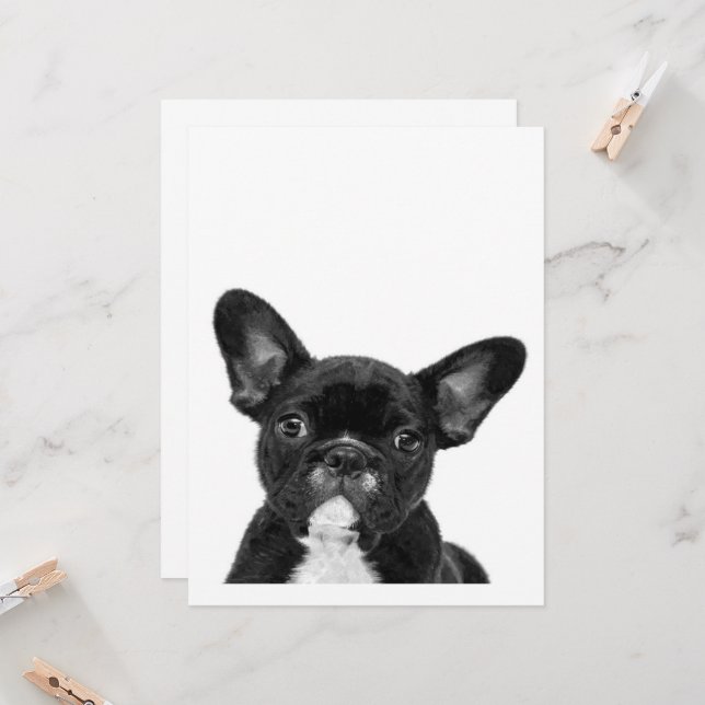 Adorable Dog | Black French Bulldog Face (Front/Back In Situ)