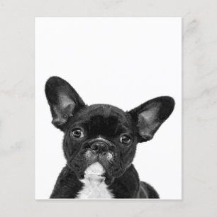 Adorable Dog   Black French Bulldog Face Flyer