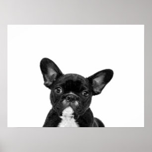 Adorable Dog   Black French Bulldog Face Poster