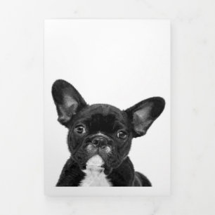 Adorable Dog   Black French Bulldog Face Tri-Fold Announcement