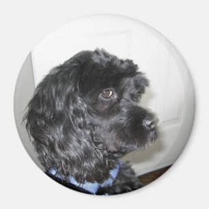 Adorable Dog Magnet
