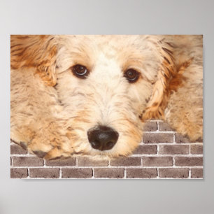 Adorable Dog Photo Poster