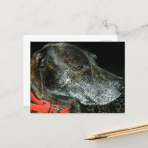 Adorable Dog Postcard