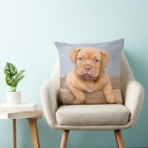 Adorable Dogue de Bordeaux puppy, Throw Pillow