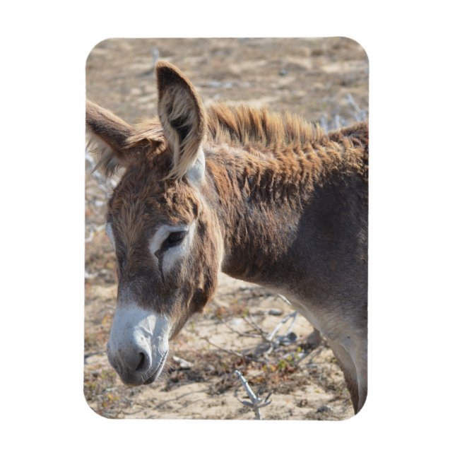 Adorable Donkey Magnet (Vertical)