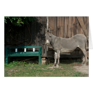 Adorable Donkey Next To Wooden Green Bench