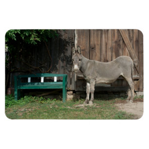Adorable Donkey Next To Wooden Green Bench Magnet