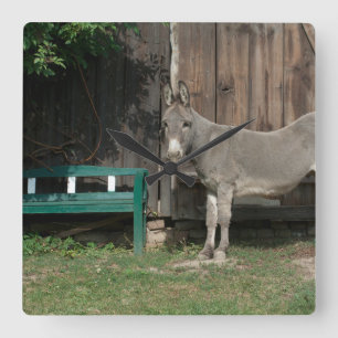 Adorable Donkey Next To Wooden Green Bench Square Wall Clock