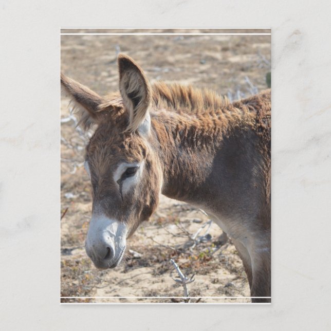 Adorable Donkey Postcard (Front)