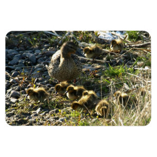 Adorable ducklings magnet