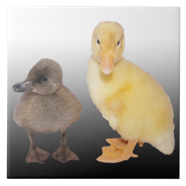 Adorable Ducklings Photograph Ceramic Tile (Front)