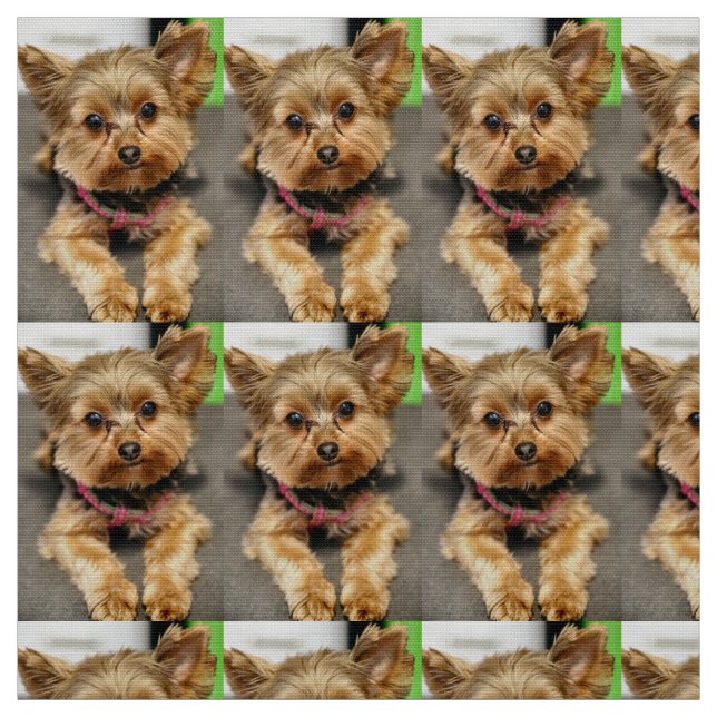 Adorable Fabric (Swatch)