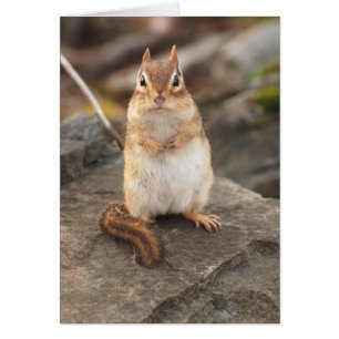 adorable fat & fluffy chipmunk