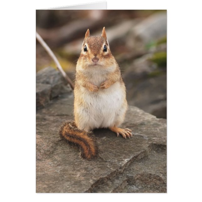 adorable fat & fluffy chipmunk (Front)
