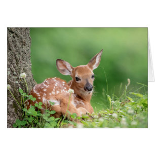 Adorable Fawn laying under a tree