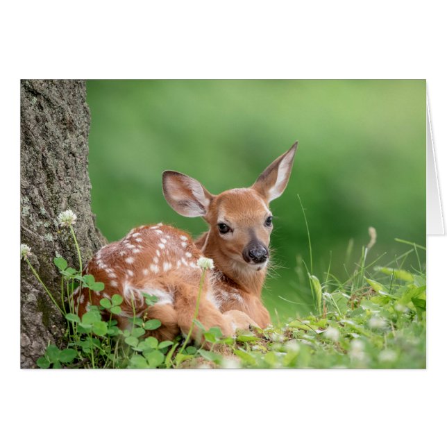 Adorable Fawn laying under a tree (Front Horizontal)