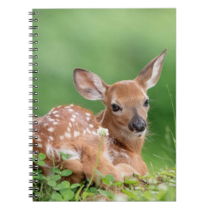 Adorable Fawn laying under a tree Notebook
