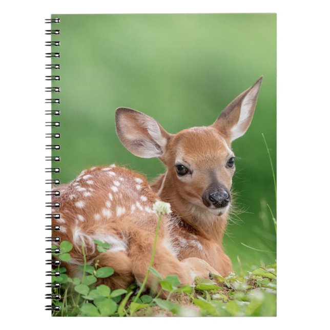 Adorable Fawn laying under a tree Notebook (Front)