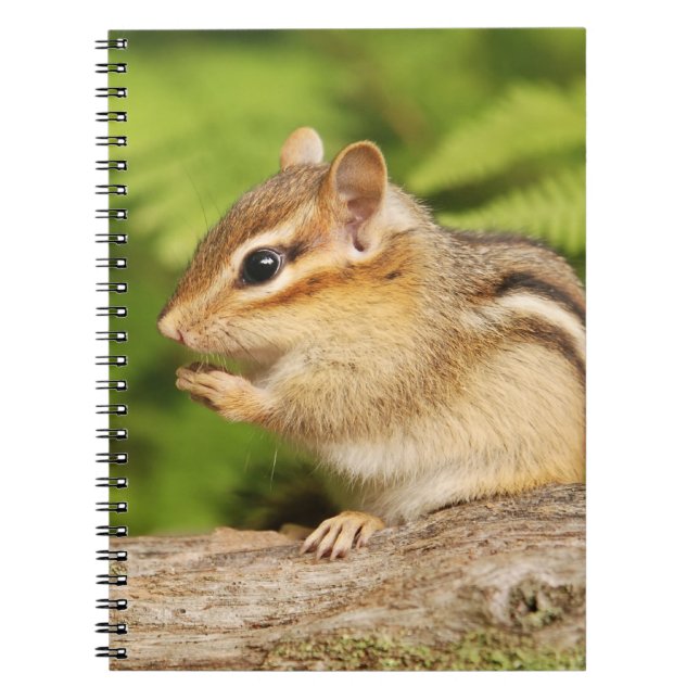 Adorable Fluffy Baby Chipmunk Notebook (Front)