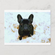 Adorable French Bulldog Puppy!