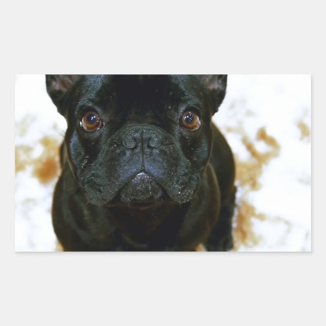 Adorable French Bulldog Puppy! Rectangular Sticker (Front)