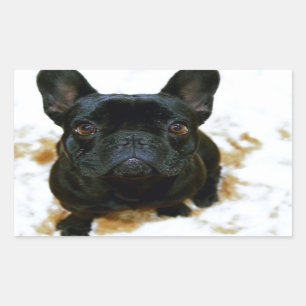 Adorable French Bulldog Puppy! Rectangular Sticker