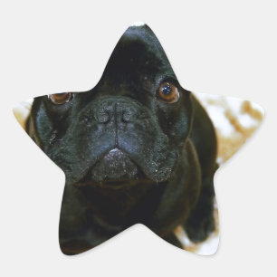 Adorable French Bulldog Puppy! Star Sticker