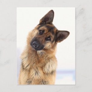 Adorable funny german shepherd portrait postcard