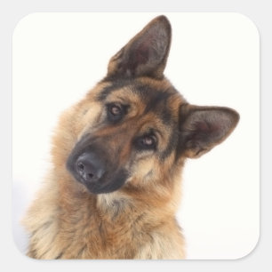 Adorable funny german shepherd portrait square sticker