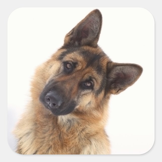Adorable funny german shepherd portrait square sticker (Front)
