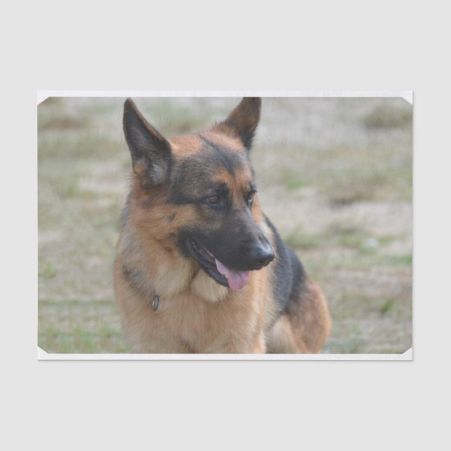 Adorable German Shepherd Tissue Paper (Front)