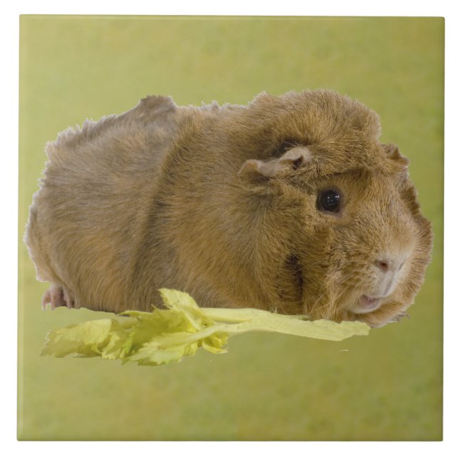 Adorable Ginger Guinea Pig Eating Celery Photo Ceramic Tile (Front)