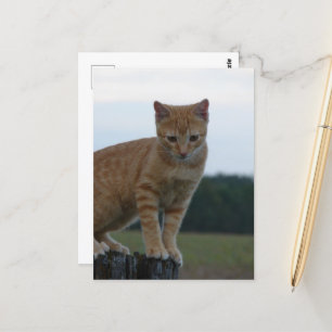 Adorable Ginger Kitten in the Country Photography Postcard