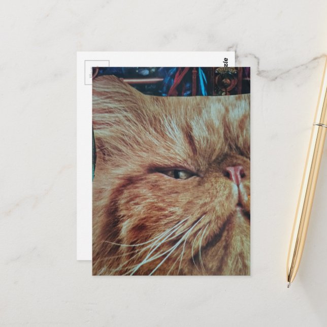 Adorable Ginger Kitty collage Postcard (Front/Back In Situ)