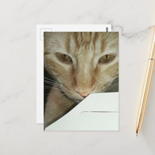 adorable ginger kitty food inspector postcard (Front/Back In Situ)