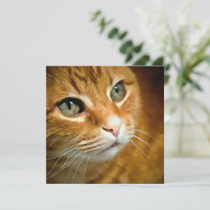 Adorable Ginger Tabby Cat Posing Pet Portrait Holiday Card