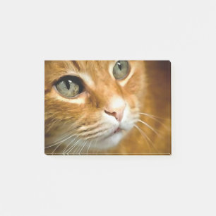 Adorable Ginger Tabby Cat Posing Pet Portrait Post-it Notes