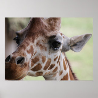 Adorable giraffe face poster