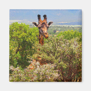 Adorable Giraffe Poking His Head Above The Trees Magnet