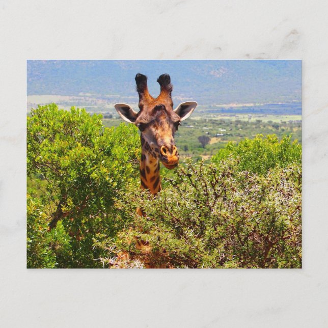 Adorable Giraffe Poking His Head Above The Trees Postcard (Front)