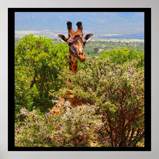 Adorable Giraffe Poking His Head Above The Trees Poster (Front)