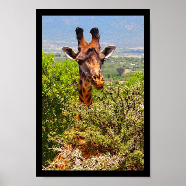 Adorable Giraffe Poking His Head Above The Trees Poster (Front)