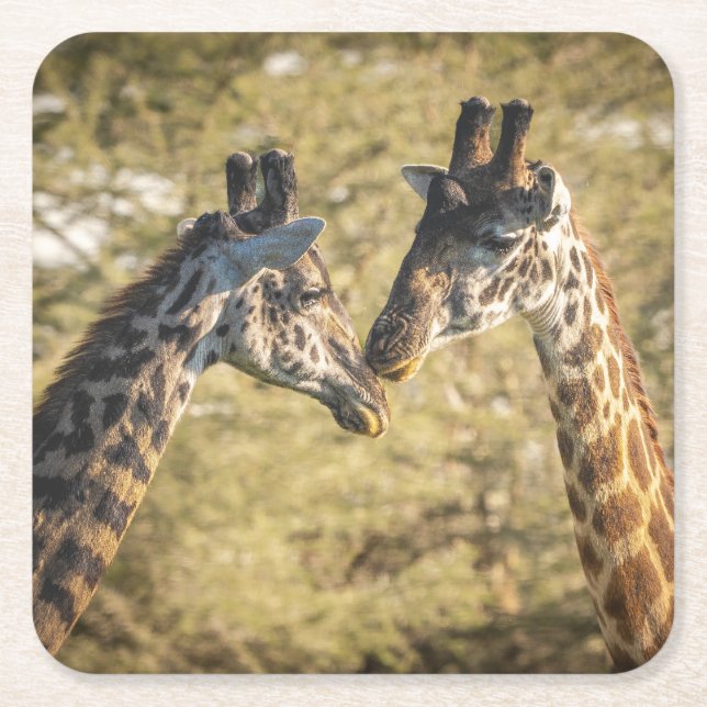 Adorable Giraffes Coaster (Front)